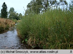 Salix purpurea (wierzba purpurowa)