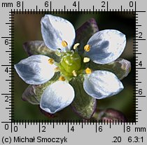 Spergula morisonii (sporek wiosenny)