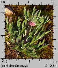 Spergula morisonii (sporek wiosenny)