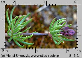 Spergula morisonii (sporek wiosenny)