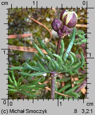 Spergula morisonii (sporek wiosenny)