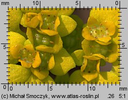 Chrysosplenium alternifolium (śledziennica skrętolistna)