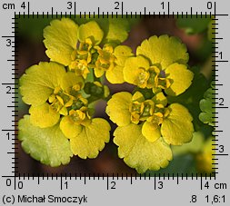 Chrysosplenium alternifolium (śledziennica skrętolistna)