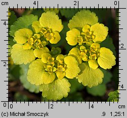 Chrysosplenium alternifolium (śledziennica skrętolistna)