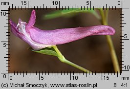 Corydalis intermedia (kokorycz wątła)