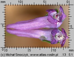 Corydalis intermedia (kokorycz wątła)