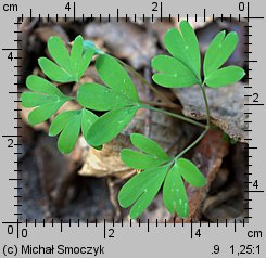 Corydalis intermedia (kokorycz wątła)