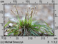 Carex digitata (turzyca palczasta)