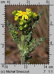 Senecio vernalis (starzec wiosenny)