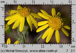 Senecio vernalis (starzec wiosenny)