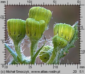 Senecio vernalis (starzec wiosenny)