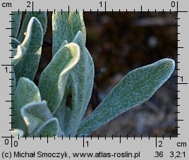 Helichrysum arenarium (kocanki piaskowe)