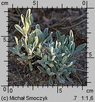 Helichrysum arenarium (kocanki piaskowe)