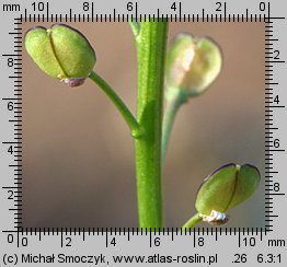 Teesdalea nudicaulis (chroszcz nagołodygowy)