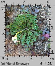 Teesdalea nudicaulis (chroszcz nagołodygowy)