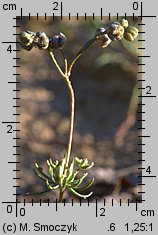 Spergula morisonii (sporek wiosenny)