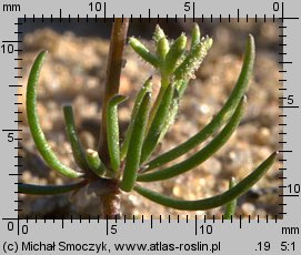 Spergula morisonii (sporek wiosenny)