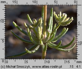 Spergula morisonii (sporek wiosenny)