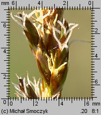 Carex praecox (turzyca wczesna)