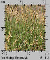 Carex praecox (turzyca wczesna)