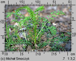 Cardamine impatiens (rzeżucha niecierpkowa)