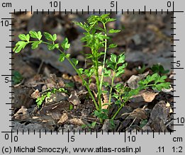 Cardamine impatiens (rzeżucha niecierpkowa)