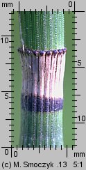 Equisetum hyemale (skrzyp zimowy)