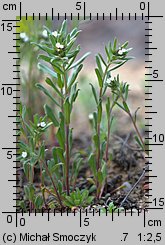 Lithospermum arvense (nawrot polny)