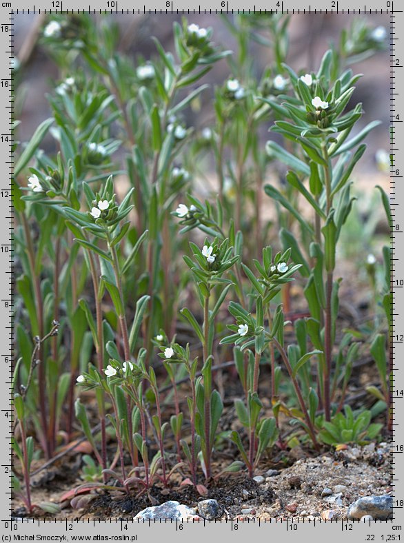 Lithospermum arvense (nawrot polny)