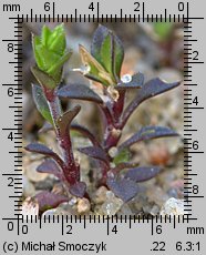 Arenaria serpyllifolia (piaskowiec macierzankowy)