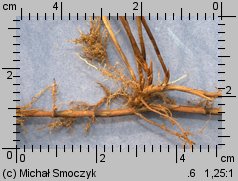 Carex praecox (turzyca wczesna)