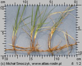 Carex praecox (turzyca wczesna)