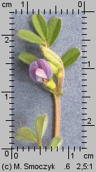 Vicia lathyroides (wyka lędźwianowata)