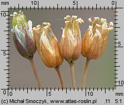 Holosteum umbellatum (mokrzycznik baldaszkowy)