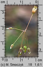 Holosteum umbellatum (mokrzycznik baldaszkowy)