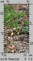 Holosteum umbellatum (mokrzycznik baldaszkowy)