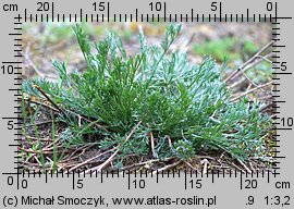 Artemisia campestris (bylica polna)