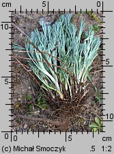 Artemisia campestris (bylica polna)