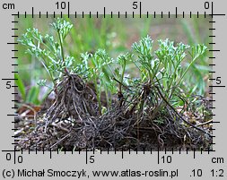 Artemisia campestris (bylica polna)