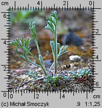 Artemisia campestris (bylica polna)