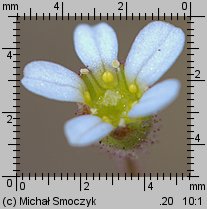 Saxifraga tridactylites (skalnica trójpalczasta)