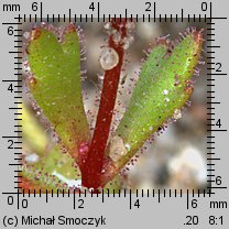 Saxifraga tridactylites (skalnica trójpalczasta)