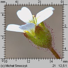 Saxifraga tridactylites (skalnica trójpalczasta)