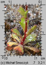 Saxifraga tridactylites (skalnica trójpalczasta)