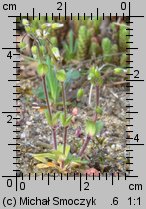 Cerastium semidecandrum (rogownica pięciopręcikowa)