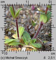 Cerastium semidecandrum (rogownica pięciopręcikowa)