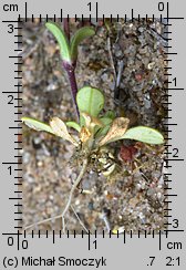 Cerastium semidecandrum (rogownica pięciopręcikowa)