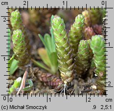 Sedum acre (rozchodnik ostry)