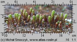 Sedum acre (rozchodnik ostry)