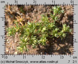 Scleranthus annuus (czerwiec roczny)